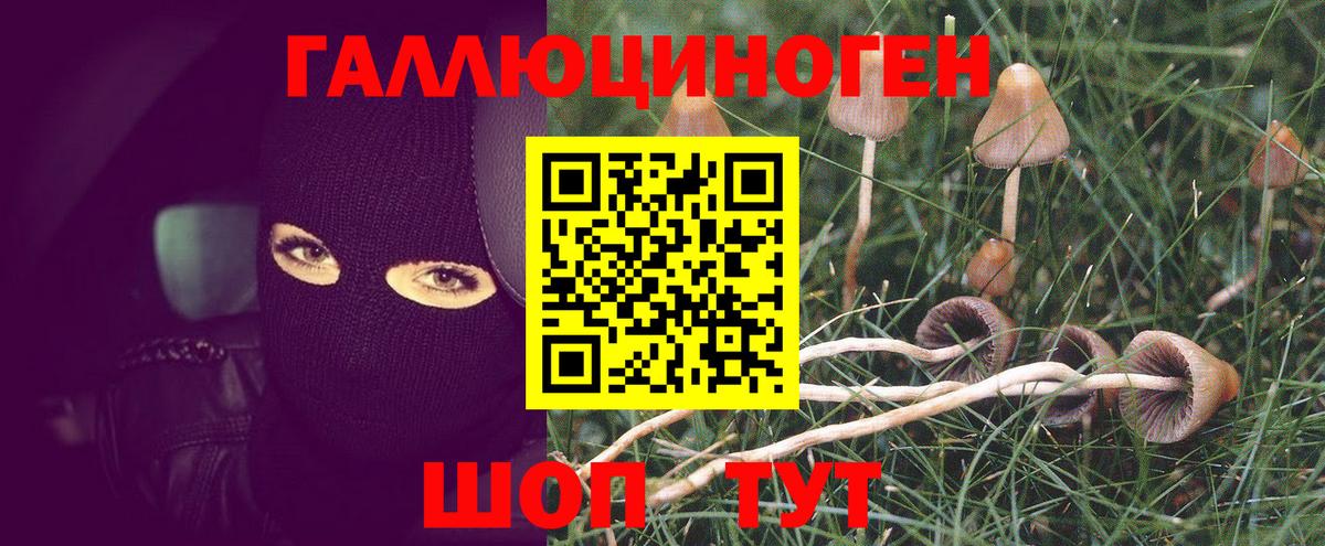 Псилоцибиновые грибы прущие грибы Кольчугино